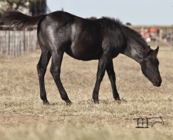 Black Valentine MA's 2022 blue colt